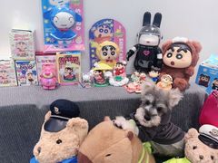 -翊宠yipet猫狗购宠庄园犬舍•猫舍