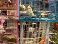 -曲阳花鸟市场(曲阳路店)