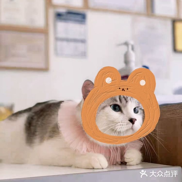 偶然看到这家宠物店，真的太高质量了[加油]