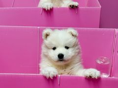 -翊宠yipet猫狗购宠庄园犬舍•猫舍