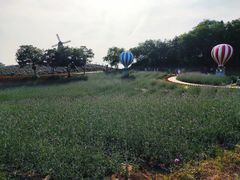 -大塘金香草谷
