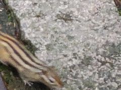 -五营红松林海景区