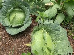 -江西阳明山国家森林公园