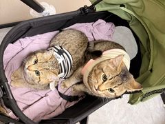 -安安宠医·臻爱宠物医院·宠保定点(营门口路分院)