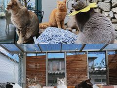 -喵屿·大理花园猫咖