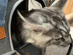 -瑞鹏宠物医院·骨科·猫科·内科(第一中心)