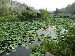 -溱湖国家湿地公园