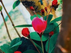 -天津东丽湖风景区