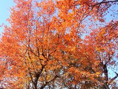 -顺峰山公园