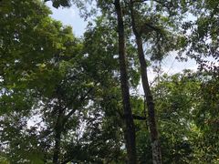 -广州市流溪河国家森林公园