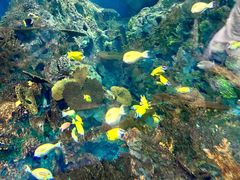 -上海海洋水族馆