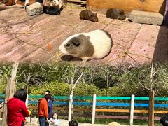 -金卉庄园