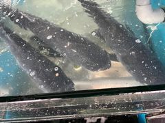 -全乐鱼馆·淳牌有机鱼直营店
