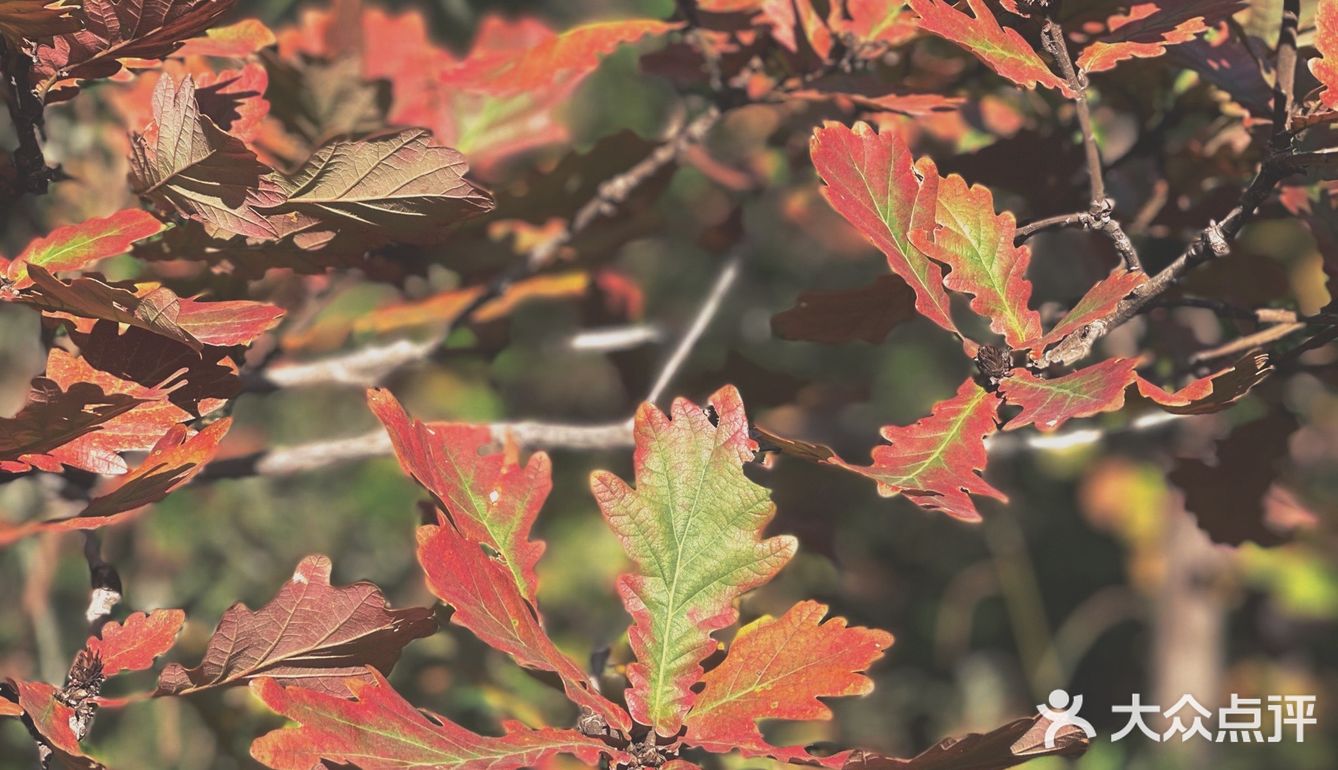 🍁赏红叶啦！
