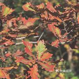 🍁赏红叶啦！