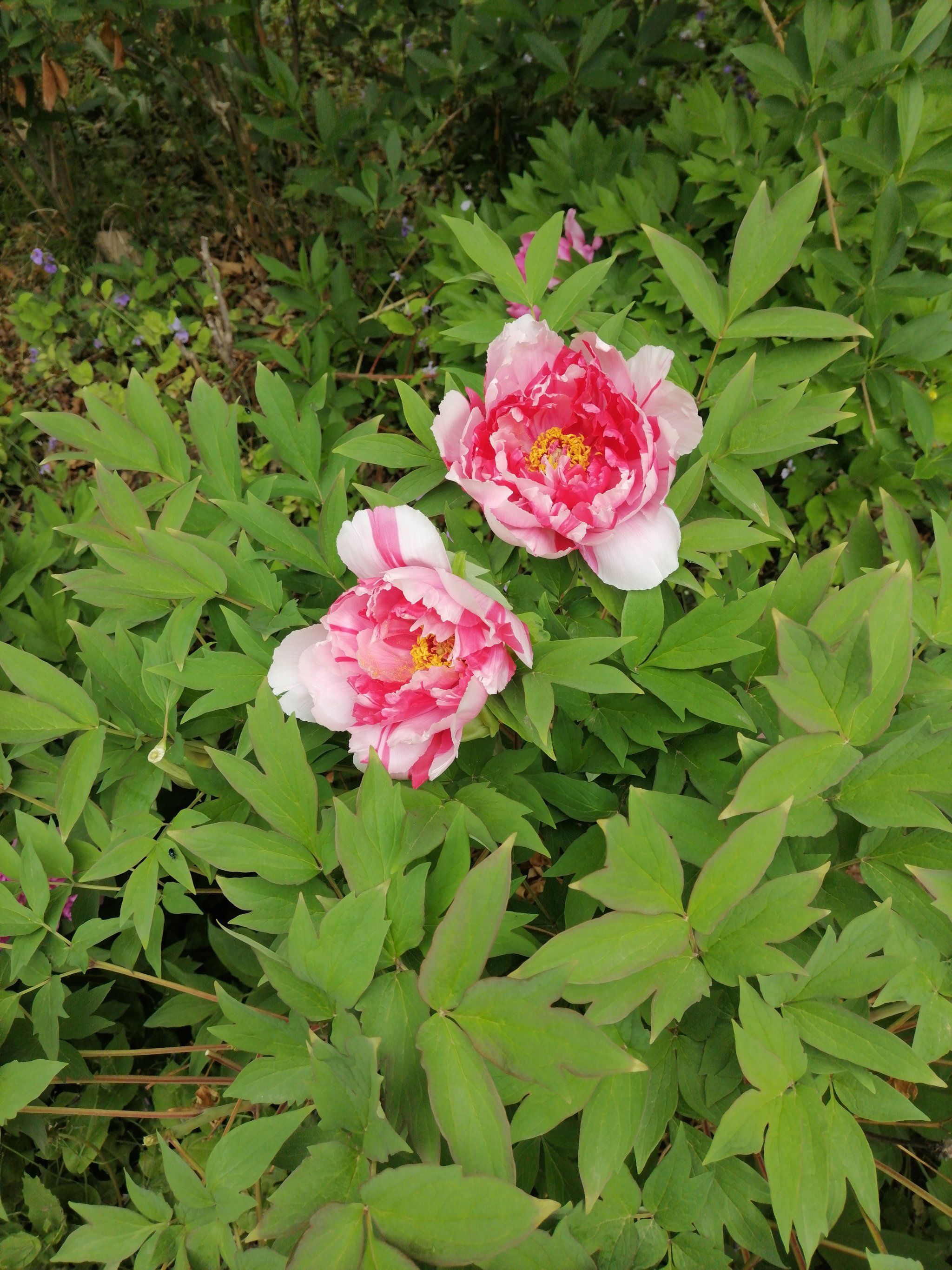 盛开花朵的美景