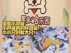 -星多哈·狗咖·拼豆·咖啡