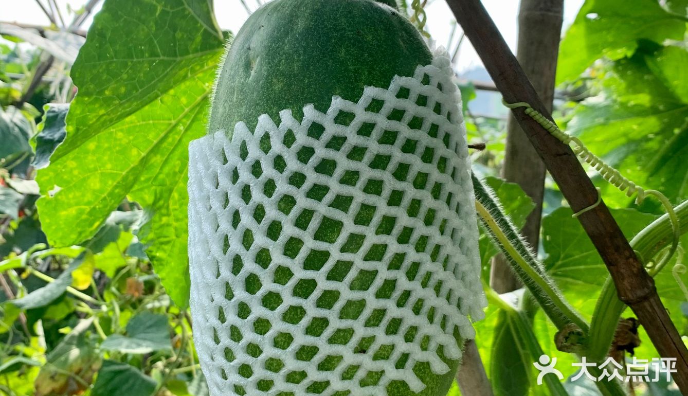 一大早去“偷”瓜🥒