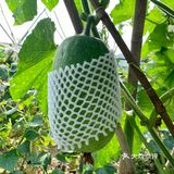 一大早去“偷”瓜🥒