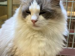 -藏猫猫咖啡主题馆(中央大道店)