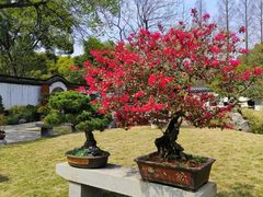 -上海醉白池公园