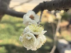 -无锡梅园公园