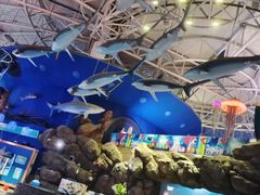-烟台海昌鲸鲨海洋公园
