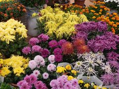 -双季花艺园艺市场(浦东店)