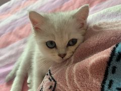 -Bastet sally猫舍购宠(静安店)