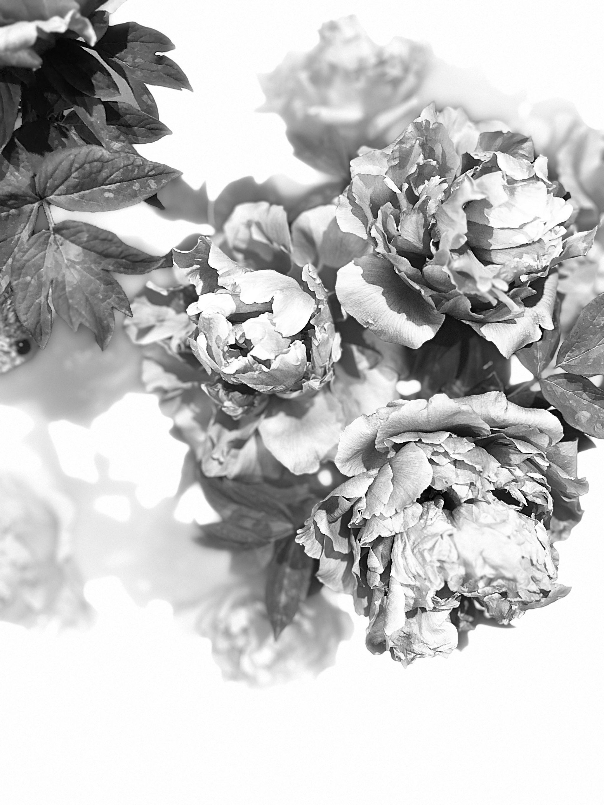 我的古风花朵日记