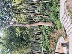 -东明山森林公园