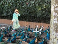 -西双版纳原始森林公园