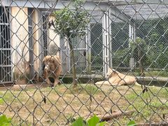 -合肥野生动物园