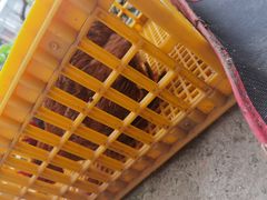 -马陆小张葡萄园农家乐