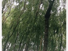 -丁香湖公园