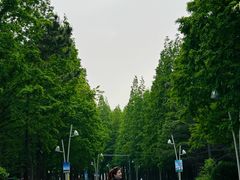 -日照海滨国家森林公园