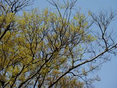 -上海吴淞炮台湾国家湿地公园