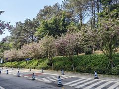 -铁山坪森林公园