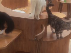 -有猫主题·治愈系猫咖(曾厝垵店)
