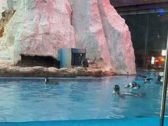 -帝企鹅自助餐厅•儿童岛•真企鹅(长隆企鹅酒店)