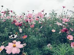 -荷兰花海