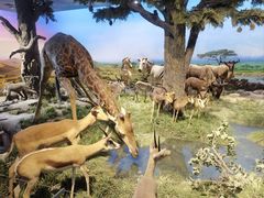 -国家自然博物馆