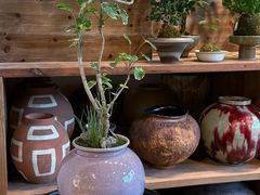 -自由生长植物工作室(深港花卉中心店)