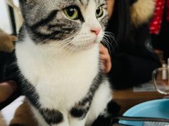 -猫小院猫主题餐厅(南锣旗舰店)