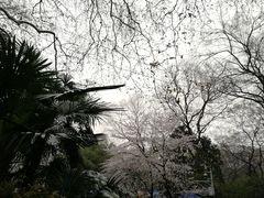 -武汉大学-樱园