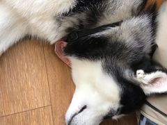 -Husky Go! 哈士奇体验馆·宠物咖啡厅狗咖