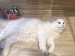 -PETKIT 小佩宠物·低压洗护·美容·寄养(安远店)