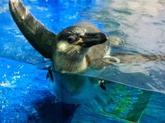 -太平洋海底世界