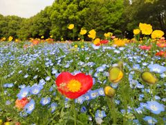 -上海共青森林公园