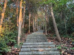 -午潮山国家森林公园